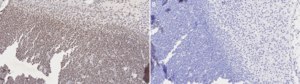 Anti-LHX2 Antibody serum, from rabbit