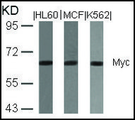 Anti-MYC (Ab-358) antibody produced in rabbit affinity isolated antibody