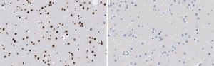 Anti-Nuclei Antibody, clone 3E1.3 ZooMAb® Mouse Monoclonal recombinant, expressed in HEK 293 cells