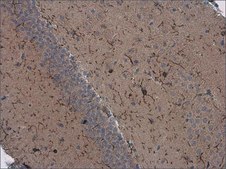 Monoclonal Anti-Iba1 antibody produced in mouse clone GT10312, affinity isolated antibody