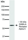 Monoclonal Anti-GABA A Receptor antibody produced in mouse clone S415-24
