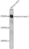 Anti-Laminin beta 1 Antibody, clone 6I9T4, Rabbit Monoclonal