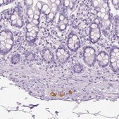 抗TH 兔抗 affinity isolated antibody, buffered aqueous glycerol solution