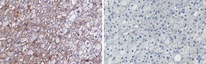 Anti-Flotillin 1 Antibody, clone 1F12-L1 ZooMAb® Rabbit Monoclonal recombinant, expressed in HEK 293 cells