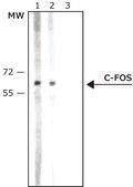 抗-c-Fos 兔抗 IgG fraction of antiserum, buffered aqueous solution