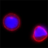 Anti-EpCAM antibody, Mouse monoclonal clone Ber-EP4, hybridoma cell culture supernatant