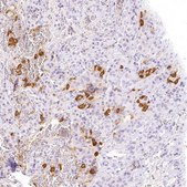 Anti-POMC antibody produced in rabbit Prestige Antibodies® Powered by Atlas Antibodies, affinity isolated antibody