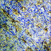 Anti-phospho-PKC ζ (pThr410) antibody produced in rabbit affinity isolated antibody