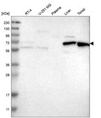 Anti-Hdac10 Antibody Produced In Rabbit Prestige Antibodies® Powered by Atlas Antibodies, affinity isolated antibody, buffered aqueous glycerol solution