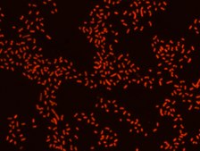 Proteus FISH probe - Cy3 Probe for fluorescence in situ hybridization (FISH),20 μM in water