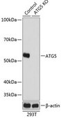Anti- ATG5 antibody produced in rabbit