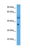 Anti-KLF2 antibody produced in rabbit affinity isolated antibody