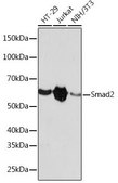 Anti- Smad2 antibody produced in rabbit