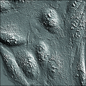 U2OS GFP-ACTB RFP-TUBA1B