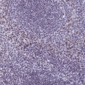 Anti-ASH2L antibody produced in rabbit Prestige Antibodies® Powered by Atlas Antibodies, affinity isolated antibody, buffered aqueous glycerol solution