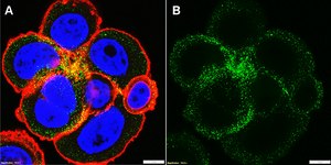 Anti-erbB4/HER4 Antibody, clone 1B7 ZooMAb® Rabbit Monoclonal recombinant, expressed in HEK 293 cells