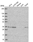 Anti-GOLPH3 antibody produced in rabbit Prestige Antibodies® Powered by Atlas Antibodies, affinity isolated antibody