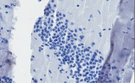 抗-c-Fos抗体，克隆3D10，ZooMAb®兔单克隆抗体 recombinant, expressed in HEK 293 cells