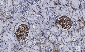 Anti-CD34 Antibody, clone 5C15 , ZooMAb® Rabbit Monoclonal recombinant, expressed in HEK 293 cells