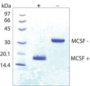 巨噬细胞集落刺激因子 来源于小鼠 M-CSF, recombinant, expressed in E. coli, lyophilized powder, suitable for cell culture