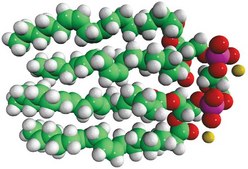 心脏CA Avanti Research™ - A Croda Brand 840012P, powder