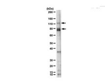 Anti-Tau (T22), oligomeric Antibody serum, from rabbit