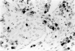 抗-DNA抗体，单链特异性，克隆 F7-26 clone F7-26, Chemicon®, from mouse