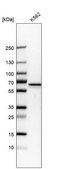 Anti-PKLR antibody produced in rabbit Prestige Antibodies® Powered by Atlas Antibodies, affinity isolated antibody