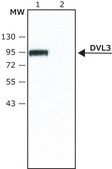 Anti-DVL3 (N-terminal) antibody produced in rabbit ~1.5 mg/mL, affinity isolated antibody, buffered aqueous solution