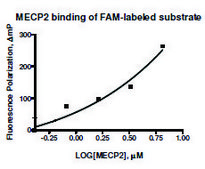 MECP2 human recombinant, expressed in E. coli, ≥70% (SDS-PAGE)