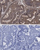 Anti-Beclin 1 Antibody, clone 1E22 , ZooMAb® Rabbit Monoclonal recombinant, expressed in HEK 293 cells