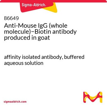 Anti-Mouse IgG (whole molecule)−Biotin antibody produced in goat affinity isolated antibody, buffered aqueous solution