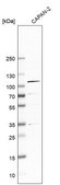 Anti-COPB1 antibody produced in rabbit Prestige Antibodies® Powered by Atlas Antibodies, affinity isolated antibody, buffered aqueous glycerol solution