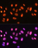 Anti-Ku70 antibody produced in rabbit