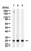 Anti-Ferritin Heavy Chain Antibody, clone 1J22 ZooMAb® Rabbit Monoclonal recombinant, expressed in HEK 293 cells