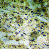 Anti-phospho-BCL-2 (pSer70) antibody produced in rabbit affinity isolated antibody
