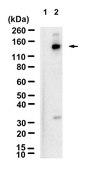 Anti-p-Upf1 (Ser1127) Antibody, clone 1C4-H1 ZooMAb® Rabbit Monoclonal recombinant, expressed in HEK 293 cells