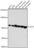 [KO Validated]Anti-ATG7 Antibody, clone 3X1W4, Rabbit Monoclonal