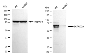 KD-Validated Anti GATAD2A Antibody, clone 23GB5685, Rabbit Monoclonal clone 23GB5685, recombinant rabbit monoclonal, expressed in HEK293 cells