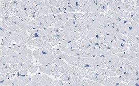Anti-COX IV Antibody, clone 1L23 ZooMAb® Rabbit Monoclonal recombinant, expressed in HEK 293 cells