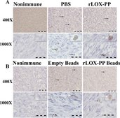 抗磷酸组蛋白H3（Ser10）抗体，有丝分裂标记 Upstate®, from rabbit