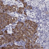 Anti-SCG2 antibody produced in rabbit Prestige Antibodies® Powered by Atlas Antibodies, affinity isolated antibody, buffered aqueous glycerol solution