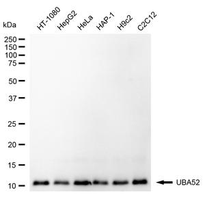 Anti UBA52 Antibody, clone 24GB1865, Rabbit Monoclonal clone 24GB1865, recombinant rabbit monoclonal, expressed in HEK293 cells