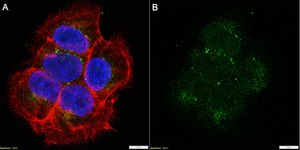 Anti-Presenilin-1 Antibody, clone PS1-loop ZooMAb® Mouse Monoclonal recombinant, expressed in HEK 293 cells