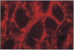 抗一氧化氮合酶 I 抗体 serum, Chemicon®