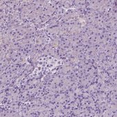 Anti-SLC12A5 antibody produced in rabbit Prestige Antibodies® Powered by Atlas Antibodies, affinity isolated antibody, buffered aqueous glycerol solution