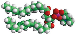 16:0-18:2 PC 1-palmitoyl-2-linoleoyl-sn-glycero-3-phosphocholine, powder