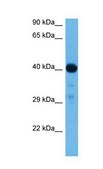 Anti-SMAD1 (AB2) antibody produced in rabbit IgG fraction of antiserum
