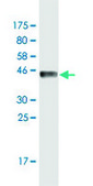 Monoclonal Anti-HSF1 antibody produced in mouse clone 1A11, purified immunoglobulin, buffered aqueous solution