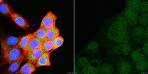 Rac1b抗体 Upstate®, from rabbit